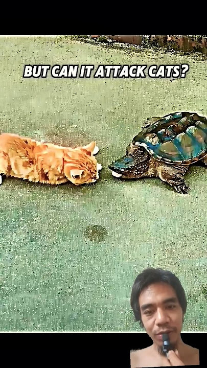 adu reflek kura kura vs kucing #funny #automobile #wildlife #nature #fishing