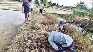 Còn Nhiều Da Và Dấu Vết Ở Khu Vực Rắn Hổ Mang Cắn Chết Người || Giang Ca SB #66