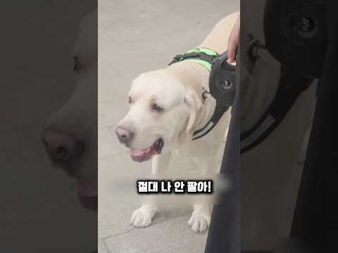 5백만원도 거절한 엄마가 뭉치를 공짜로 보낸 이유 #강아지 #천재견 thumbnail