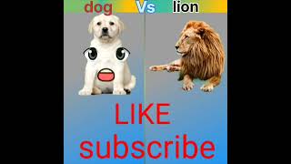 dog vs lion shortstrendingvideo shortvideo @MRINDIANHACKER @MrBeast viral facts