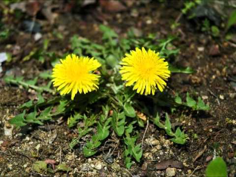（BUMP OF CHIKEN）supernova.wmv
