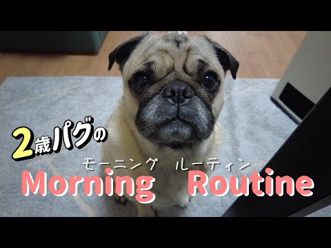 パグのまろやかLifeのチャンネル画像