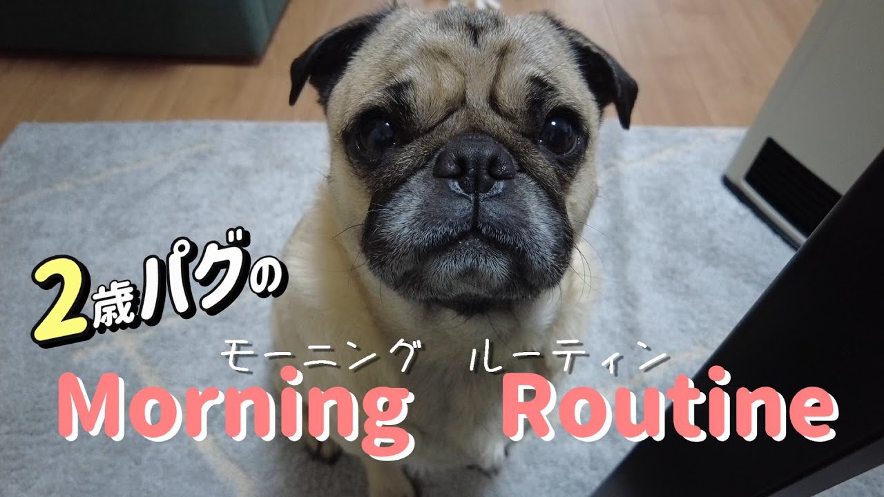 【モーニングルーティン】パグと暮らす朝ってこんな感じ。【パグ】