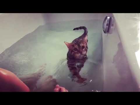 Video: Zenuwaandoening Die Meerdere Zenuwen Bij Katten Aantast
