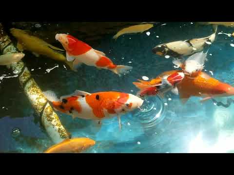 Secrets to Training your koi to be friendly