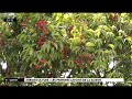 Arboriculture  les premiers letchis de la saison