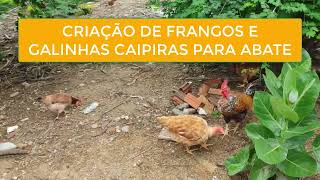 Criação De Frangos E Galinhas Caipiras Para Abate