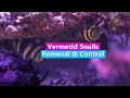 How to get rid of vermetid snails  removal and control