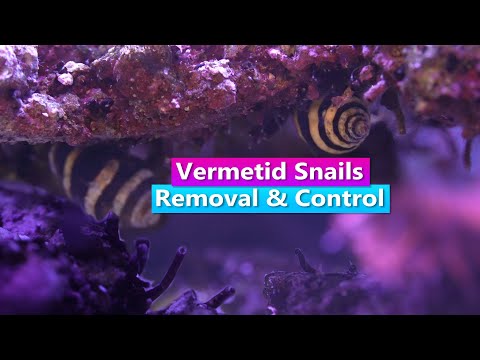 How to get rid of Vermetid Snails - Removal and Control