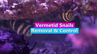How to get rid of Vermetid Snails - Removal and Control