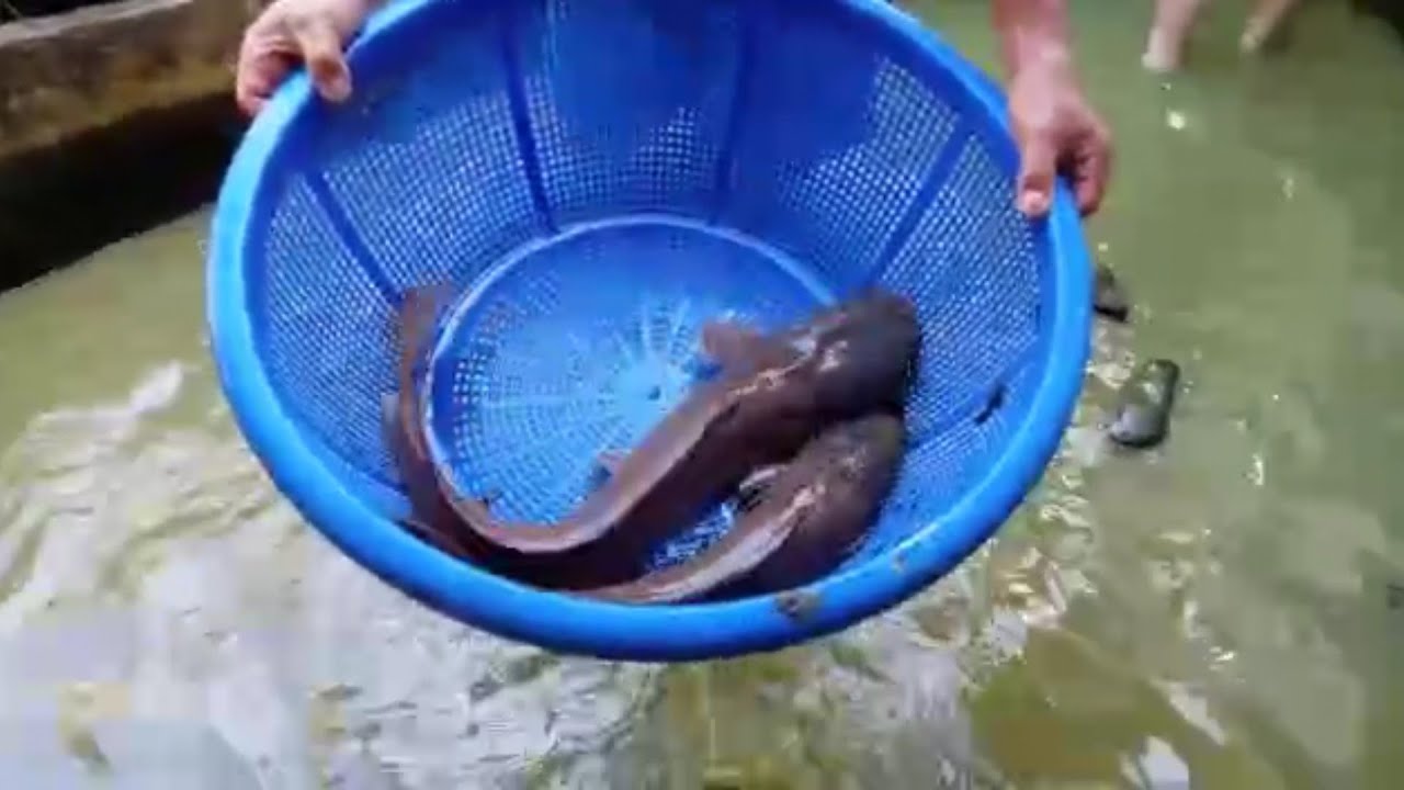 IKAN KELI AFRIKA SAIZ MONSTER - YouTube
