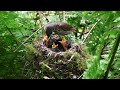 Berry Breakfast: A Mother&#39;s Morning Routine with Her Hungry Hatchlings
