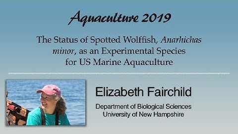 Elizabeth Fairchild: Spotted Wolffish, Anarhichas minor, Aquaculture