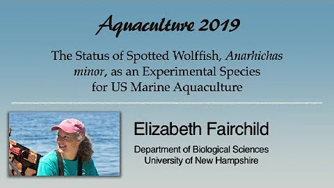 Elizabeth Fairchild: Spotted Wolffish, Anarhichas ...
