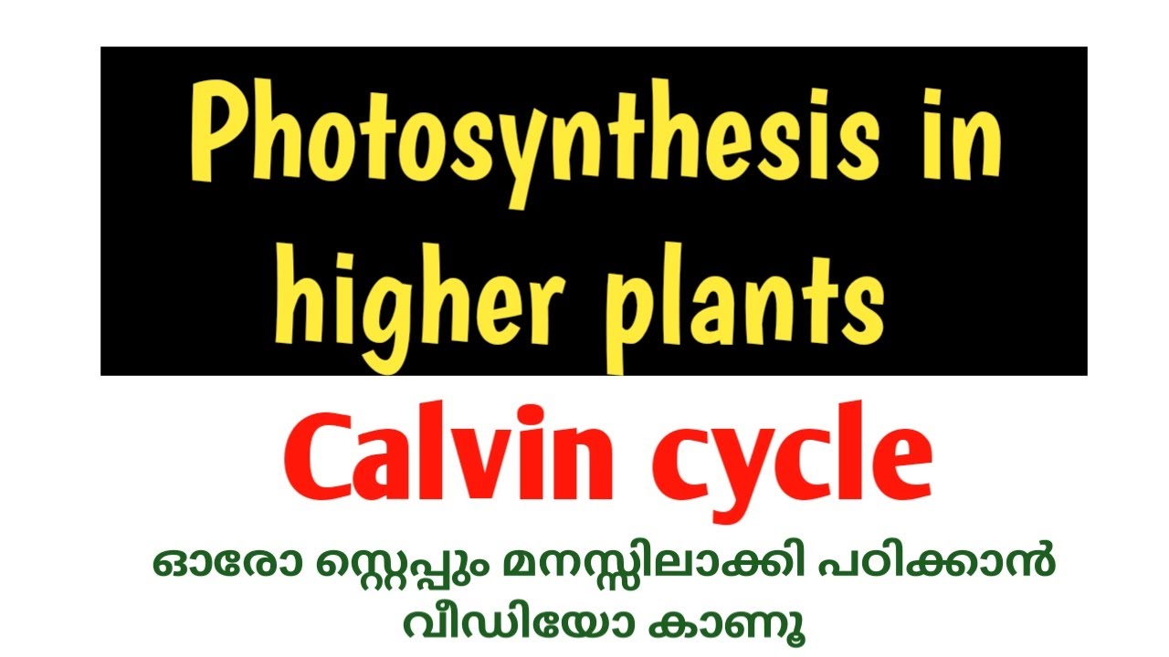 KERALA PLUS ONE|BOTANY|CHAPTER 9|PHOTOSYNTHESIS IN HIGHER PLANTS|CALVIN CYCLE|FOCUS AREAS 2021