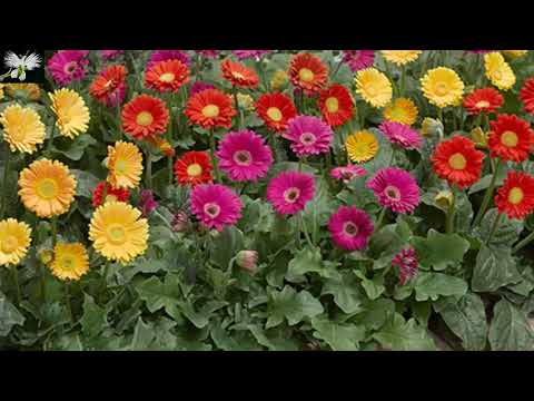 Video: Gerberas De Jardín (34 Fotos): Plantación Y Cuidado. ¿Cómo Cultivar Gerberas En El Campo? ¿Cómo Plantar Plántulas? ¿Cuándo Sembrar Al Aire Libre?