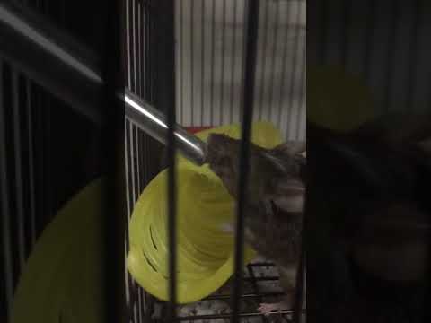 camera iphone 8 plus apk Mouse drinking in slow motion