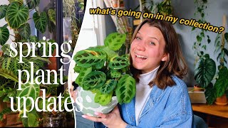 it's spring!! | houseplant collection update walkthrough