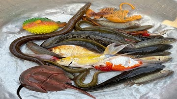 Kem Chanel lái công nông đi câu cá được con cá chép, cá ranchu, cá trê, cá vàng, con sam, lươn, rùa.