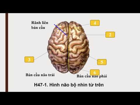 Sinh 8 tuần 25