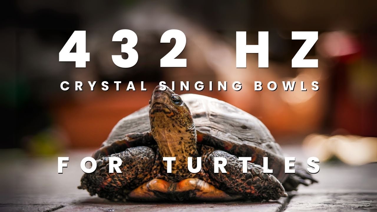 Reiki Healing Music for Turtles 432 Hz Sound Bath with Crystal Singing ...