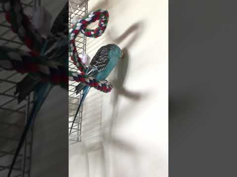 budgie band wiki Me & My Shadow