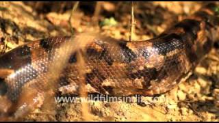 Python in Keoladeo National Park