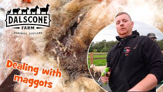 A Severe Case Of Maggots In One Of Our Lambs.