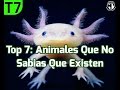 Top 7: Animales Que No Sabias Que Existen// Arcan Channel