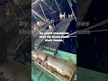 This Is the Reality of Industrial Squid Fishing 💔🦑