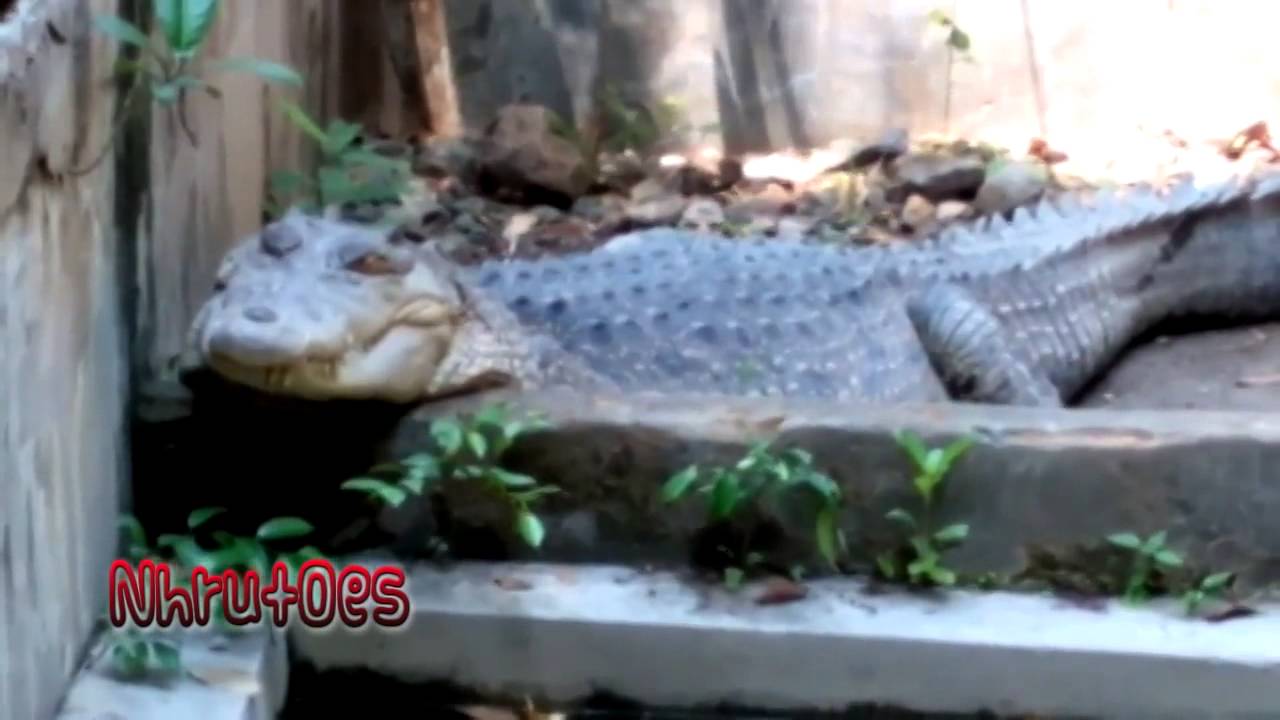  Binatang  Buaya  Reptil  Bertubuh Besar YouTube