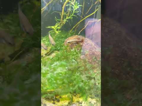 Saturday morning fish tank maintenance #fishkeepinghobby #fishtank #fish #aquarium #plantedtank