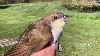 Black-billed Cuckoo | Nature Near You