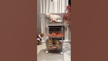 A Secret Cozy House For Three Cats #shortvideo