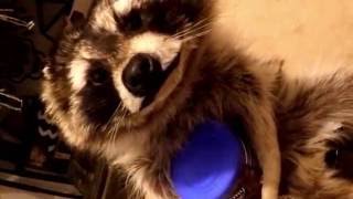 Raccoon Soft Mount Taxidermy screenshot 4