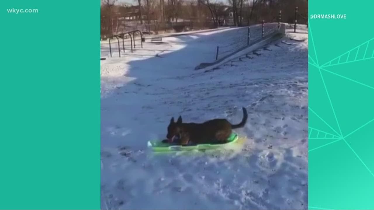 VIDEO KETIKA ANJING MAIN SALJU - YouTube