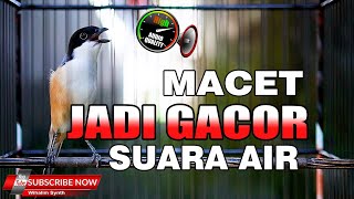 TERAPI PANCINGAN CENDET MACET BUNYI DENGAN SUARA AIR MENGALIR DAN PENTET GACOR FULL ISIAN