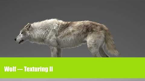 Grey Wolf -- Texturing II
