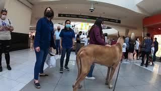Cash 2.0 Great Dane visits an indoor shopping mall 11