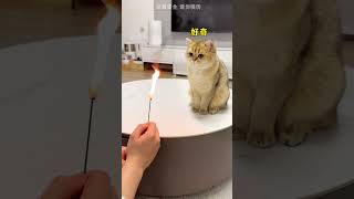 【牛奶是只猫】给小猫变个魔术，暖他一整天