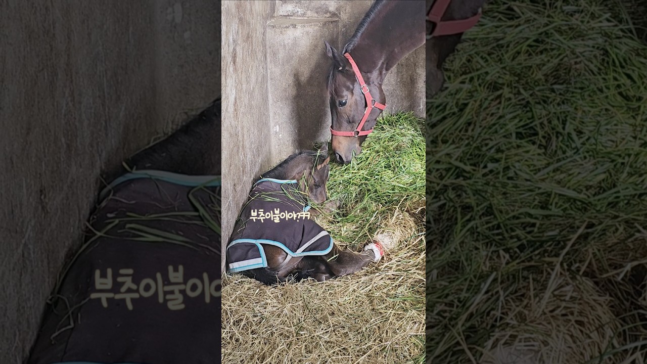 태어난지 12시간 된 망아지💜 #쌔근쌔근 #다프네자마 #미래의경주마