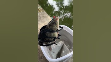 Kìm kẹp cá thông minh, mang đi câu cá rô, cá chép #fishing #shorts #fishingtips