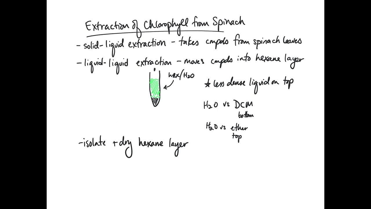 Extraction of chlorophyll from spinach prelab YouTube