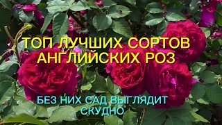 Розы. Без них сад смотрится скудно. Топ - 9 лучших английских роз, которые …..🌹🌹🌹