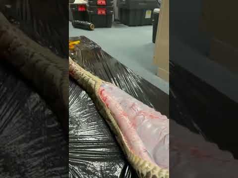 Entire alligator inside Burmese python snake stomach in Florida