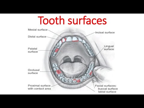 أساسيات طب الأسنان الجزء 3  