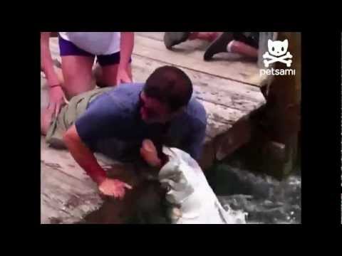 Videó: Süllőhal: érdekes Tények és Hasznos Tulajdonságok