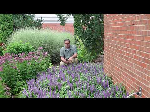 Lily turf (Liriope muscari) - Plant Identification