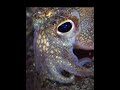 BOBTAIL SQUID ON TOP