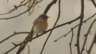 RED-BREASTED FLYCATCHER at Sultanpur national park @midlandsbirder